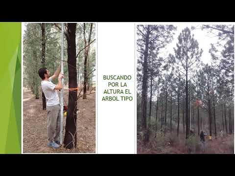 Cubicación del árbol tipo para determinar su volumen Tablas de cubicación: cómo calcular el volumen de árboles en pie