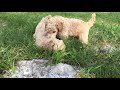 Standard Poodle Puppies 2 to 8 wks