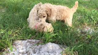 Standard Poodle Puppies 2 to 8 wks