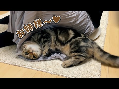 誰でもいい子猫と、飼い主一筋の兄猫