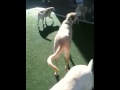 Sacramento Dog Boarding, Dog Daycare, Dog Training Sacramento Dog Boarding, Dog Daycare, Dog Training