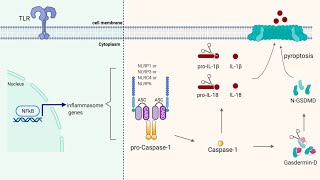 The Inflammasome