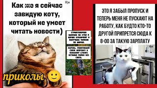 Кот в шкафу, потому что там стабильность приколы и смешные картинки
