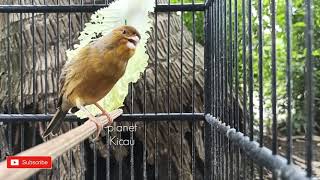 Works!! A lazy canary 'sings right away screenshot 5