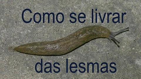 Como é que a lesma anda?