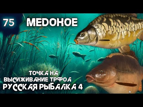 Русская Рыбалка 4 - Медное. Точка На Высиживание Трофейного Фрикса !