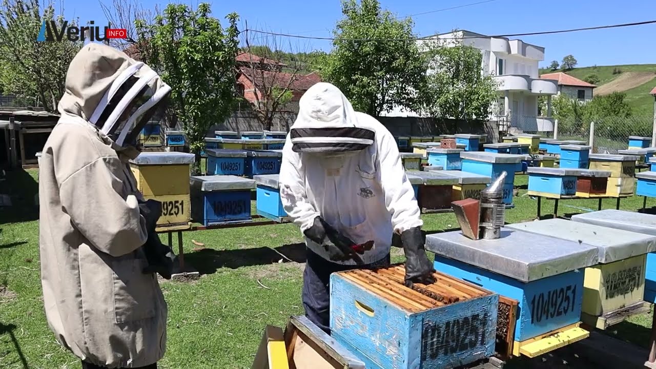 Burri nga Cecelia e Vushtrrisë që ka mbi 200 koshere të bleteve, ja sa para i fiton ai?