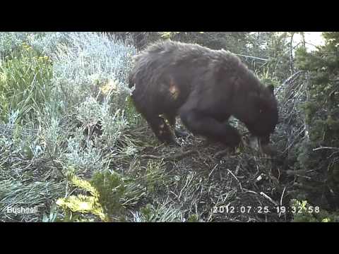 Mountain Lions Versus Black Bears