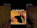 Why Are pangolins becoming extinct ? #pangolin #shorts #shortsfeeds