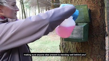 Squirrel surveys step 2: pre-survey visit