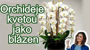 Jak udržet orchidej krásně kvést?