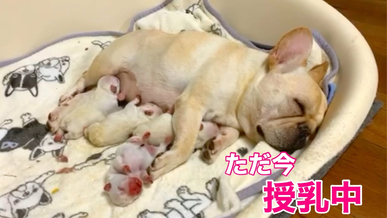 フレブル生後1日。子犬達の幸せな授乳タイムです