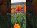 チューリップ祭りが始まりました🌷 #六甲アイランド #シニアvlog
