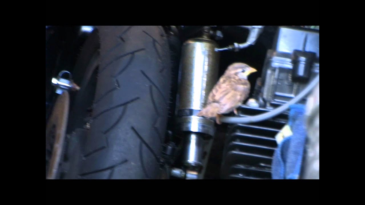 Bird in Motorcycle Shop YouTube