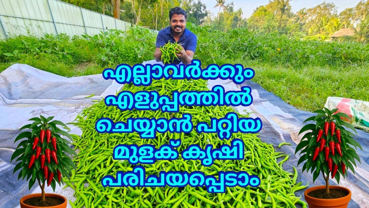 എല്ലാവർക്കും എളുപ്പത്തിൽ ചെയ്യാൻ പറ്റിയ മുളക് കൃഷി പരിചയപ്പെടാം