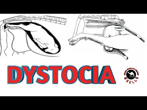 Dystocia| forms of fetus during parturation.| Veterinary Somalia
