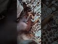 Той терьеры любят нежность#животные #собака