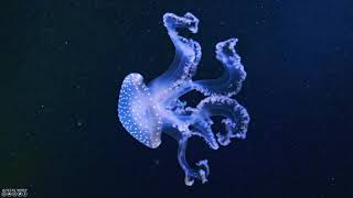 The Ocean 4K - Captivating Moments with Jellyfish and Fish in the Ocean - Relaxation Video #2