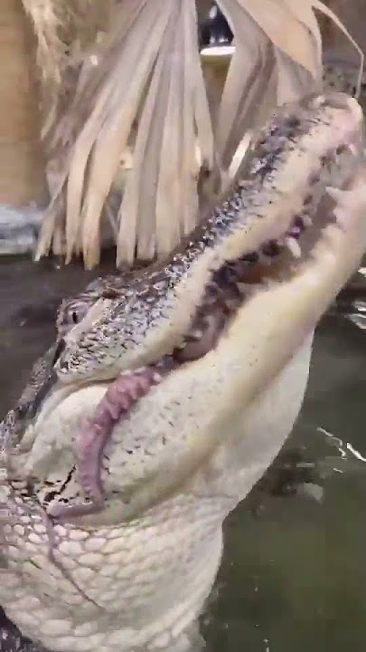 alligator video #alligator #animal #viral #shorts(4)