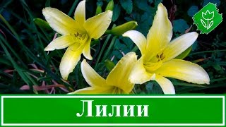 Лилии Посадка И Уход Фото