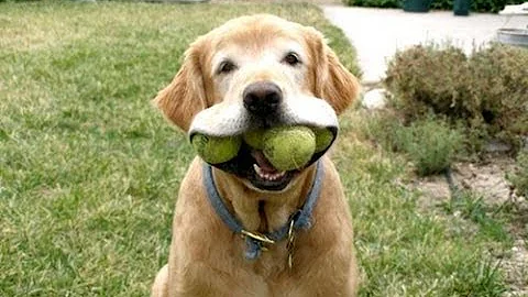 Funny Dogs Playing Fetch By Themselves (2014)