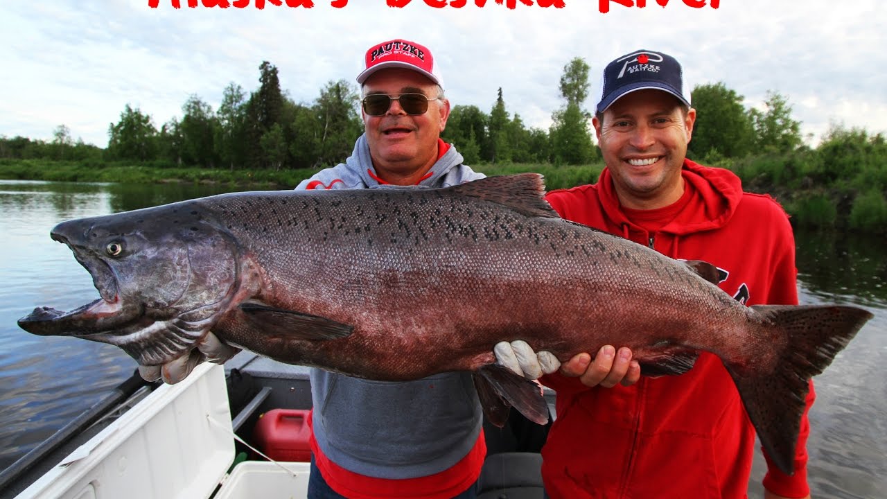 Deshka River King Salmon Fishing 