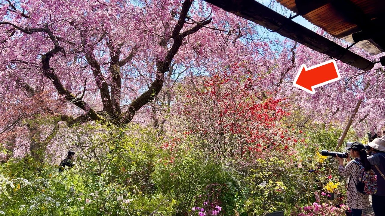 【秘密の花園】知る人ぞ知る、京都の桜の隠れ里「原谷苑」　満開の桜が絵画の世界に迷い込んだようだった（4月10日撮影）