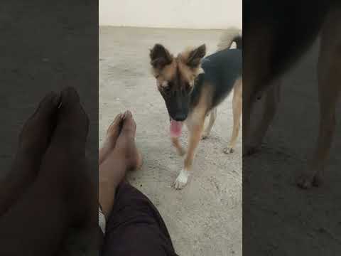 my sweet dog pandu evening enjoy time