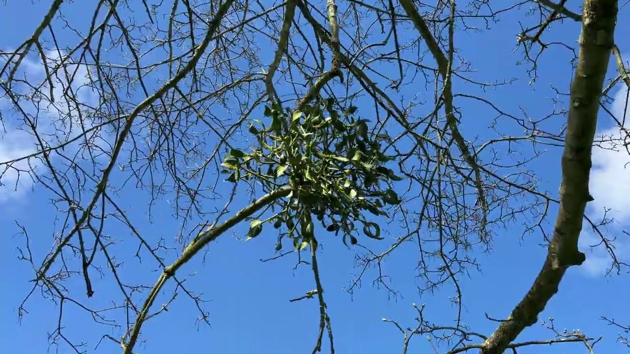 Mistletoe on Sycamore branch -  March 2024