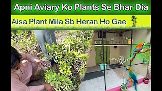 Aviary Ke Liye Boht Sary Plants Le Aye / Cute Pets Vlog / Intersting Plant