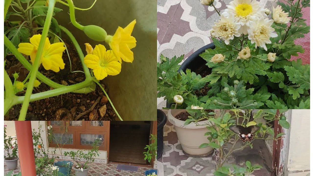 ನಮ್ಮ ಗಾರ್ಡನ್ ಅಲ್ಲಿ ಸ್ಪೆಷಲ್ ಗೆಸ್ಟ್ !! Garden Updates, Seasonal Plants