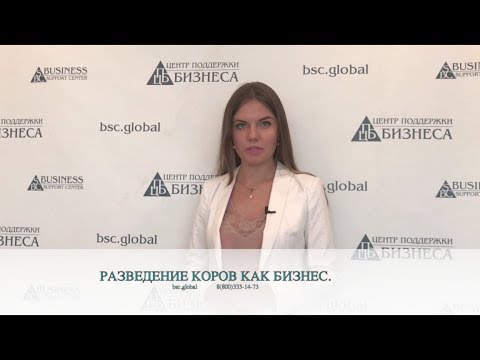 РАЗВЕДЕНИЕ КОРОВ КАК