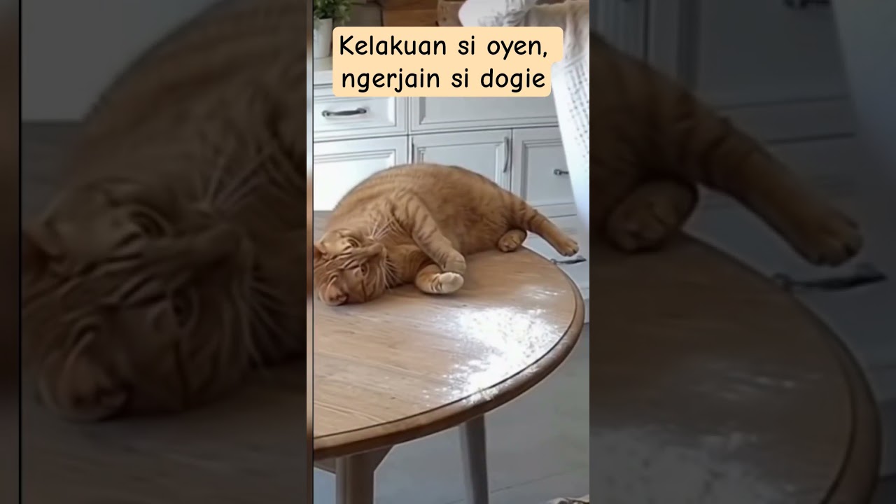 Kelakuan si oyen ngerjain si dogie bikin ketar-ketir