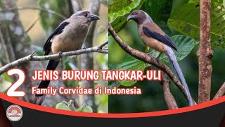 2 JENIS BURUNG TANGKAR ULI // DI INDONESIA DARI FAMILY CORVIDAE.