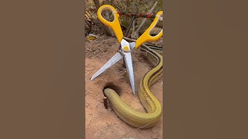 Đặt bẫy rắn bằng cái kéo mà cái kết không ngờ cả nhà ơi