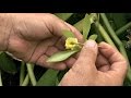 Comment polliniser la fleur de vanille