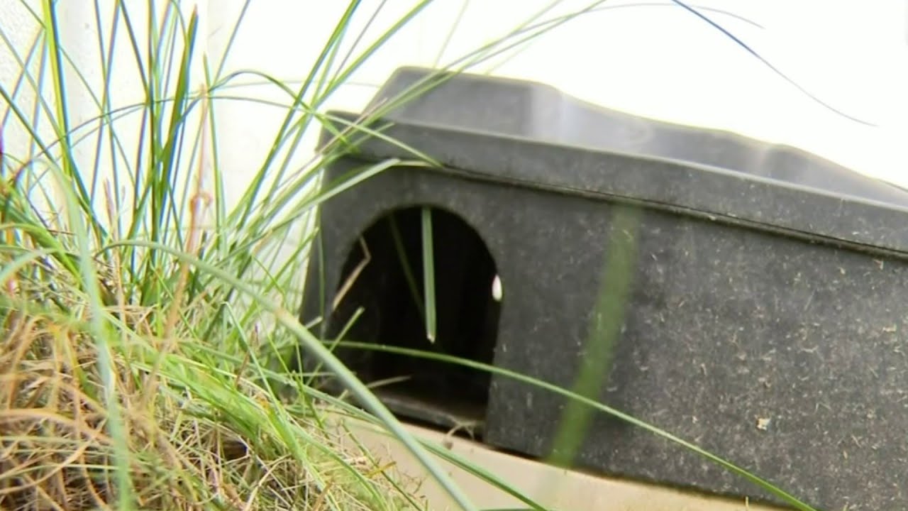 Rats in Troy: Neighbors blame I-75 construction