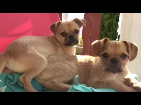 Video: Koirien Hermokasvaimet