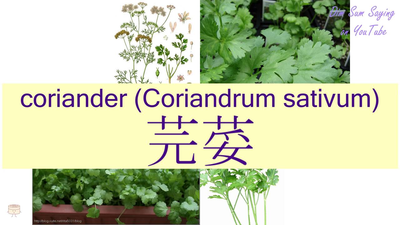 "CORIANDER (CORIANDRUM SATIVUM)" in Cantonese (芫荽) Flashcard YouTube