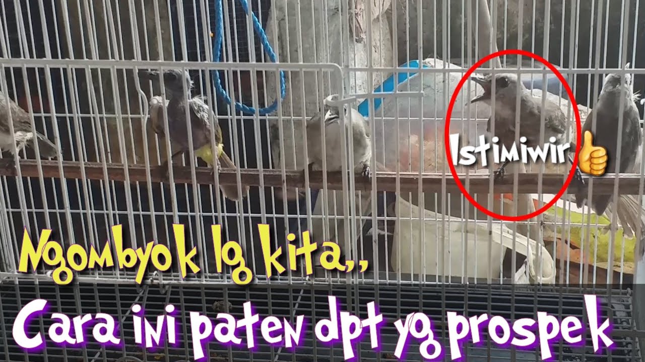 Ngombyok Trucukan lagi kita🐦 Cara memilih Trucukan ombyokan yang prospek/bagus dan Joss