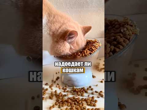 Почему кошки едят один и тот же корм годами? 🐈🤔 #милыеживотные #животные