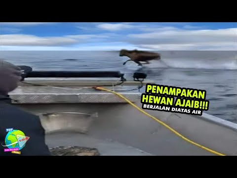 Video: Makhluk Pelik Yang Difilemkan Secara Tidak Sengaja Pada Kamera - Pandangan Alternatif