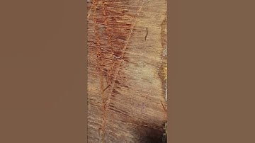 UK Picton Domino Fibreglass Boat Restoration Project - Urrggghhh.. there are worms in my transom!!