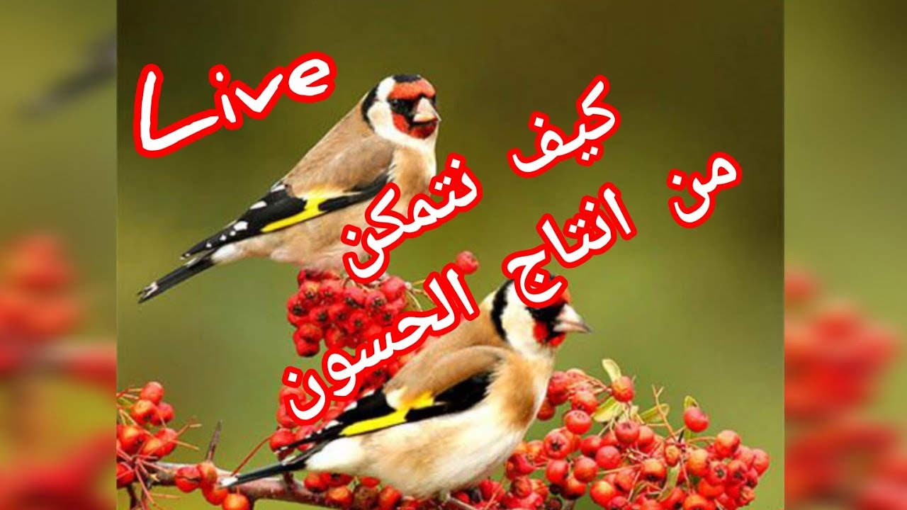 أسرار الطيور مع عبد الحكيم est en direct !Trop حول تربية# الحسون# والمشاكل# اللتي نواجهها في الإنتاج