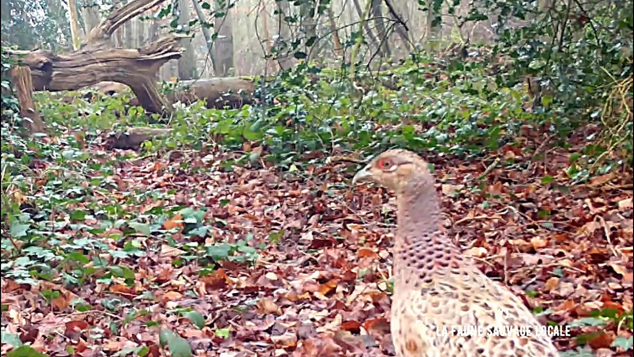 Du faisan, de l'orage et  +