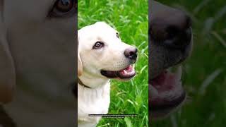 Unleashing the Joy Labrador Retriever Fun Facts and Tips! #dog #doglover #dogtraining #pets