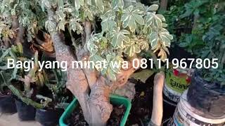 Review pohon bonsai randu varigata yang indah dipandang mata