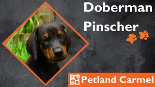 Tail Wagging Wonders: Doberman Pinscher Breed