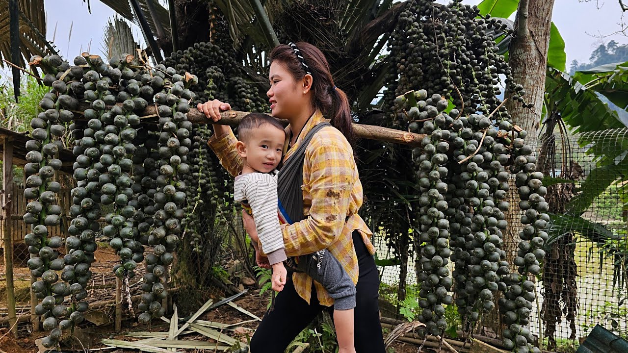 Harvesting palm fruit to sell at the market - Cooking delicious meals after a hard day's work.