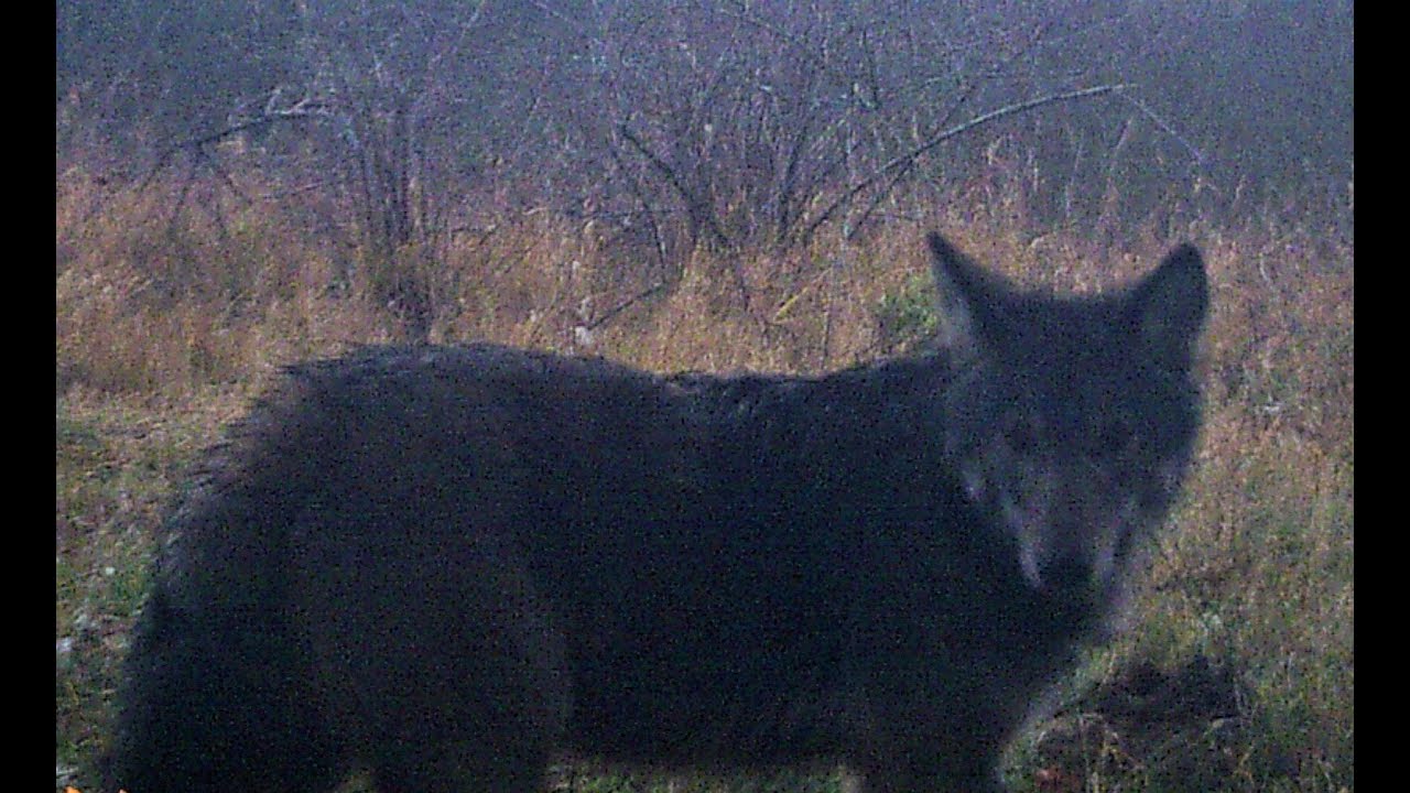 Шорохи у привады. - YouTube